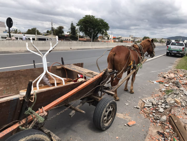 Cavalo de cela - Animais para agropecuária - Borda da Mata 1256806947