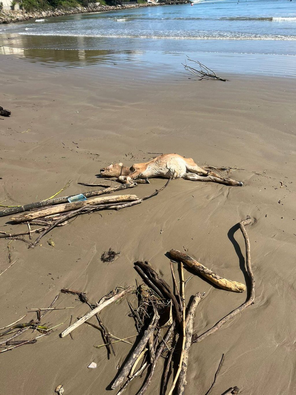 VÍDEO] Praias de Penha e região continuam recebendo grande volume de  entulhos do rio Itajaí-Açu - Penha Online - Notícias de Penha (SC),  Balneário Piçarras, Barra Velha, Navegantes e região