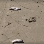 [VÍDEO] Turista e morador de Penha questionam excesso de pequenos peixes mortos nas areias em praia de Penha