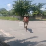 [VÍDEO] Barra Velha: cavalo solto em via pública leva perigo a moradores, que pedem atenção da Prefeitura