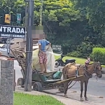 [VÍDEO] Cavalo puxando carroça sob sol escaldante gera comoção em Penha