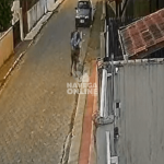 [VÍDEO] Em plena luz do dia, dupla invade cercado e furta três bicicletas do interior de residência