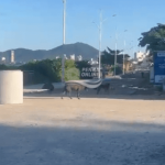 [VÍDEO] Penha: cães que acompanham mulher em situação de rua avançam em pessoas e geram reclamações