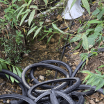 Morador de Penha encontra grande quantidade de pneus descartados em área turística