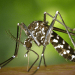 Combata a dengue: elimine os criadouros e proteja sua saúde