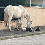 [VÍDEO] Cavalo solto em rua revira sacos de lixo e espalha sujeira em Barra Velha