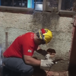 [VÍDEO] Gato preso entre muros mobilizou bombeiros em resgate