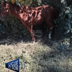 [VÍDEO] Maus tratos a cavalo foi registrado nesta segunda-feira (05) em Penha; animal não foi resgatado