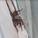 [VÍDEO] Moradora de Balneário Piçarras se depara com aranha armadeira dentro de casa e pede que Prefeitura notifique proprietário de terreno baldio