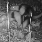 [VÍDEO] Navegantes: armadilhas fotográficas registram inúmeras espécies no Parque das Pedreiras