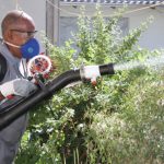 Navegantes inicia combate à dengue com uso de bioinseticida à base de planta