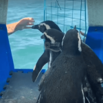 [VÍDEO] Pinguim resgatado pela Univali de Penha/PMP-BS volta ao mar