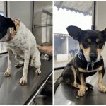 Prefeitura resgata dois cães vítimas de maus tratos em Navegantes