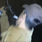 [VÍDEO] De novo: mais uma invasão à propriedade seguida de furto é registrada por câmeras de vigilância