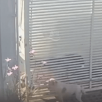 [VÍDEO] Pitbull solto em rua de Penha fere cães dentro de cercado; em outro caso, pitbull matou cachorrinha