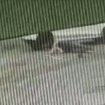 [VÍDEO] Câmera de segurança registra o momento em que ciclista foi atropelado em Penha neste sábado