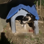 [VÍDEO] Homem ataca cachorrinha comunitária com golpes de martelo em Penha na noite deste sábado; Polícia Militar realiza prisão em flagrante