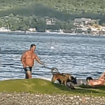 [VÍDEO] Penha: banhista reclama da presença de pastor alemão passeando com tutor na praia; prática é proibida por lei