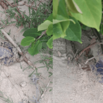 Caravelas-portuguesas surgem em grande quantidade em praias de Penha