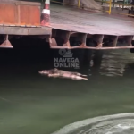 [VÍDEO] Corpo de porco aparece boiando no ferry boat Navegates x Itajaí