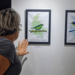 Exposição “Aves de Navegantes” apresenta biodiversidade local em aquarela