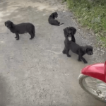 [VÍDEO] Filhotes de cachorro são abandonadas em rua de Penha