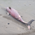 Toninha morta surge em praia de Penha