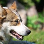 Vigilância Epidemiológica faz alerta sobre o aumento de atendimentos antirrábicos em Barra Velha