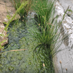 [VÍDEO] Visitante questiona situação do cemitério do Centro de Penha