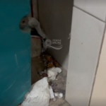 [VÍDEO] Alunos apontam problemas em banheiro de escola estadual em Penha