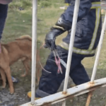 [VÍDEO] Bombeiros Voluntários de Penha resgatam cachorro que passava por asfixia