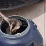 [VÍDEO] Bombeiros resgatam gambá encontrado dentro de residência em Penha; saiba mais sobre a importância dos animais da espécie e como agir