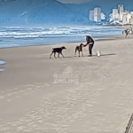 [VÍDEO] Cães de grande porte soltos em praia levam medo a visitantes