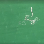 [VÍDEO] Cardume de tainhas é flagrado chegando na orla de Penha