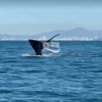 [VÍDEO] De dentro do mar, visitante registra baleia dando show em Penha
