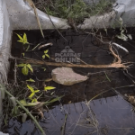 [VÍDEO] “Está cheio de mosquito”: moradores de Balneário Piçarras denunciam acúmulo de água em tubos e temem proliferação do mosquito da dengue