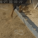 [VÍDEO] Grade da janela de sala comercial é arrancada e furtada por criminoso em Penha
