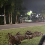 [VÍDEO] Grupo de capivaras chama a atenção em Penha; motoristas devem redobrar a atenção no trecho