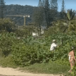 [VÍDEO] Homem é flagrado suprimindo vegetação junto à restinga em praia de Penha