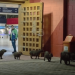 [VÍDEO] Ilustres: grupo de capivaras faz a alegria de visitantes na saída do Beto Carrero
