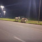 [VÍDEO] Perigo no trânsito de Penha: gado solto é flagrado na Transbeto