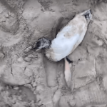 [VÍDEO] Pinguim é encontrado em praia de Penha; saiba como proceder em situações semelhantes