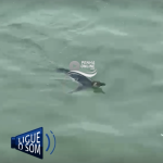 [VÍDEO] Pinguim encanta visitantes do trapiche em Penha