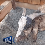 [VÍDEO] Cães de grande porte matam cabras e bodes no Gravatá de Penha