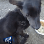 [VÍDEO] Cãozinho de um olho é abandonado em rua de deserta de Penha; situação desperta revolta