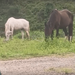 [VÍDEO] Cavalos soltos no Centro de Penha promovem alto risco de acidentes de trânsito