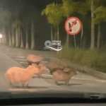 [VÍDEO] Momento fofura: capivaras voltam a dar o ar da graça em frente ao Beto Carrero