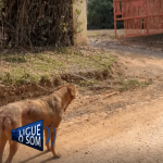 [VÍDEO] Moradores da região do Mirante do São Roque revelam abandono de animais em ponto turístico de Penha
