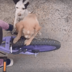 [VÍDEO] Moradores de loteamento em Penha cobram poder público sobre abandono de animais