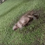 [VÍDEO] Penha: capivara é atropelada na Transbeto e populares enfrentam dificuldades para o resgate